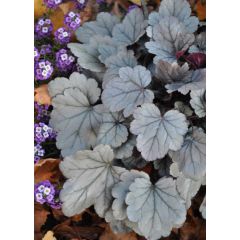 Żurawka 'Silver Gumdrop' - Heuchera Silver Gumdrop